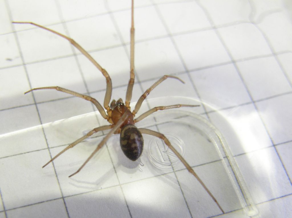 Steatoda grossa - MIlano
