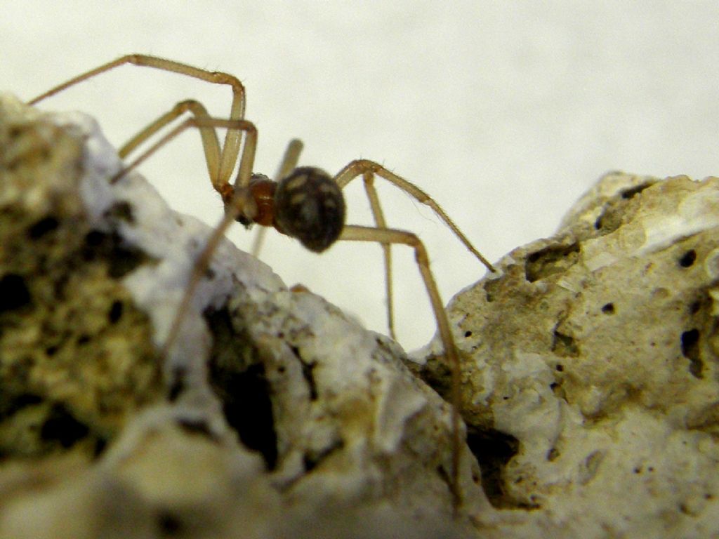 Steatoda grossa - MIlano