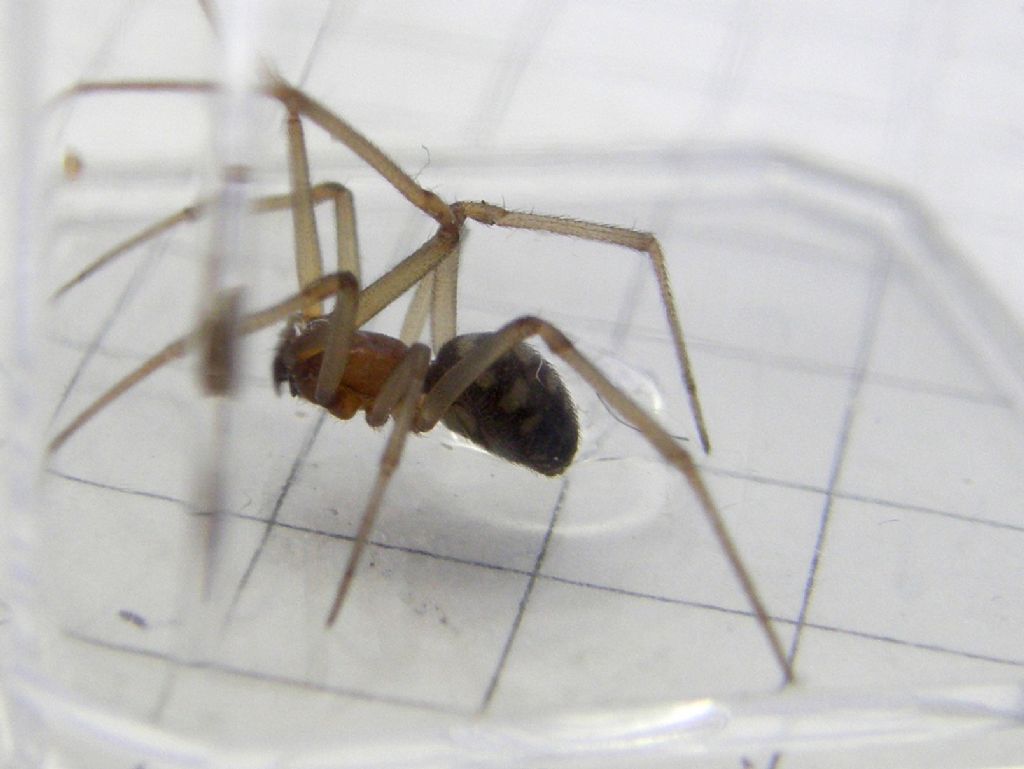 Steatoda grossa - MIlano