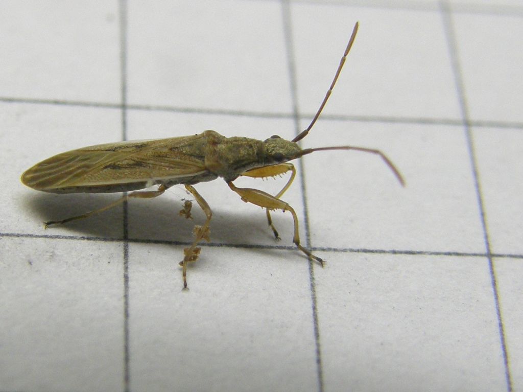 Lygaeidae: Paromius gracilis della Lombardia (MI)