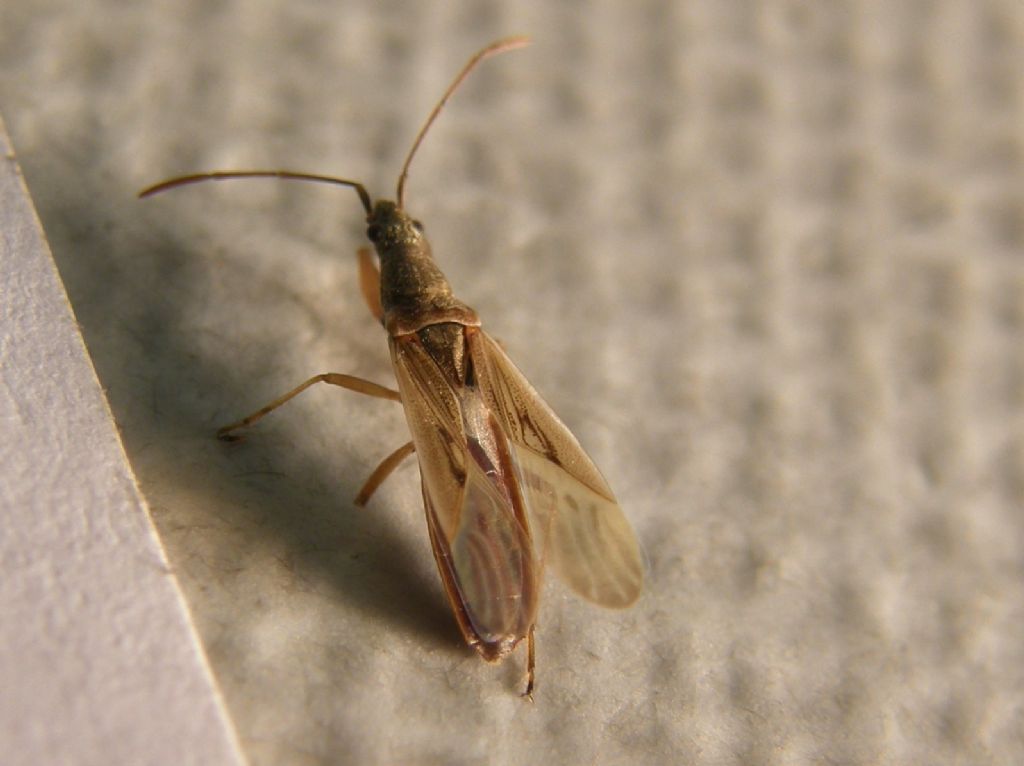 Lygaeidae: Paromius gracilis della Lombardia (MI)