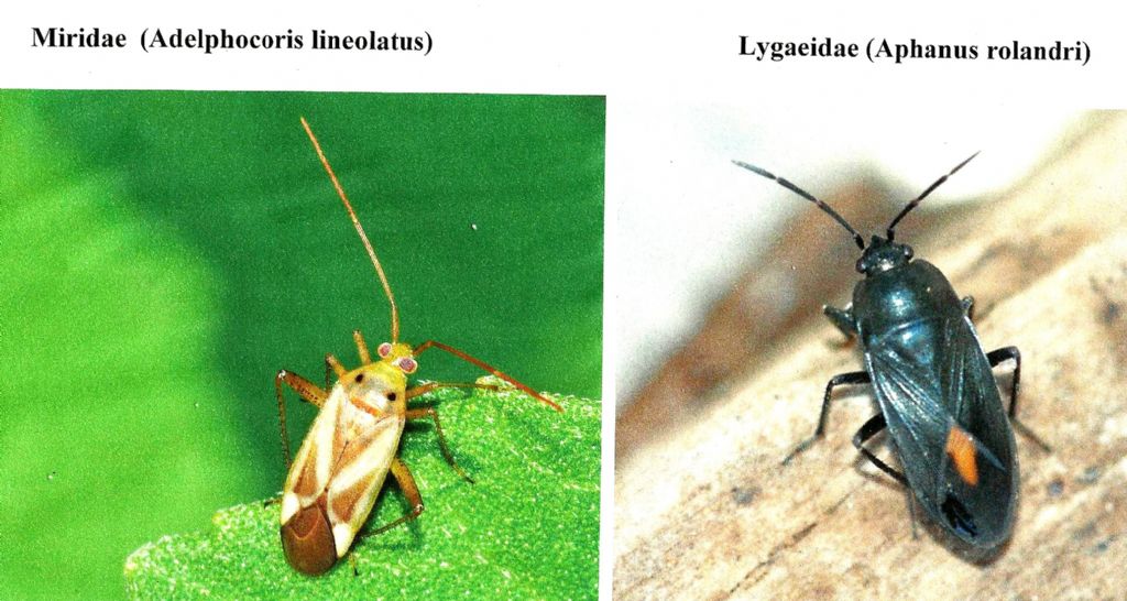 Lygaeidae: Paromius gracilis della Lombardia (MI)