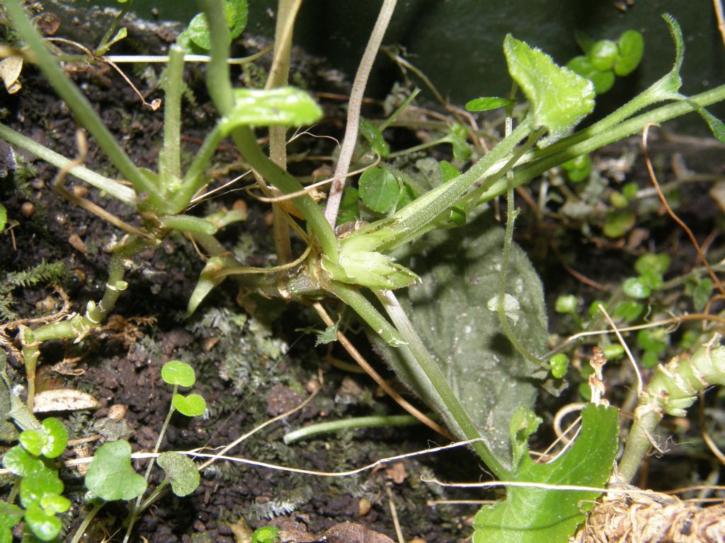 Afidi molto scuri: Neotoxoptera cf. violae