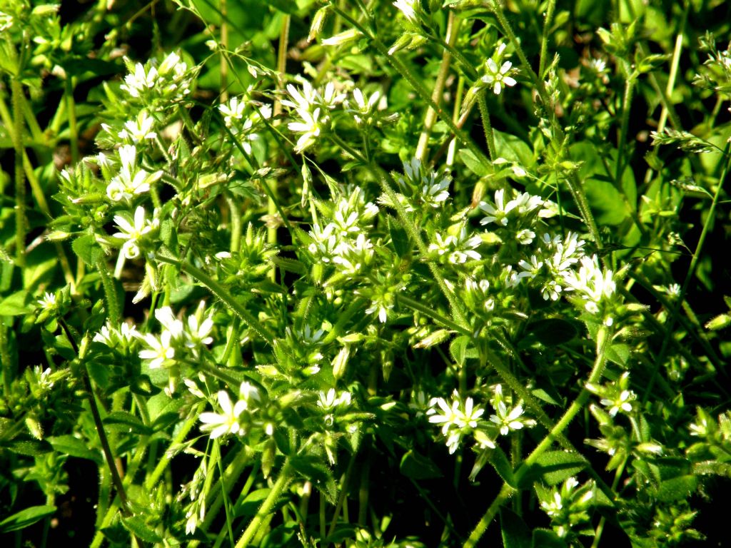 Cerastium cfr. glomeratum  (Caryophyllaceae)