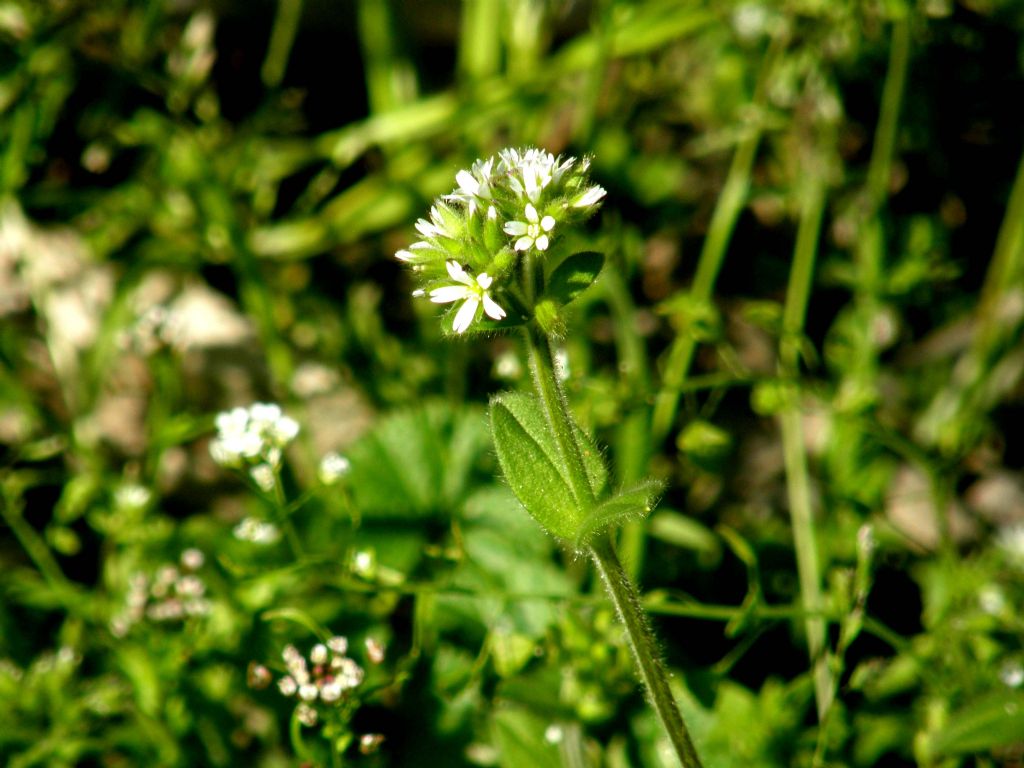 Cerastium cfr. glomeratum  (Caryophyllaceae)