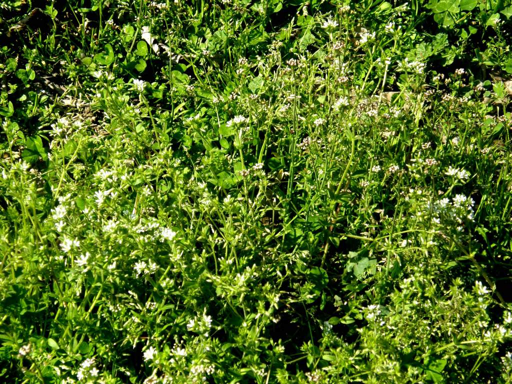 Cerastium cfr. glomeratum  (Caryophyllaceae)
