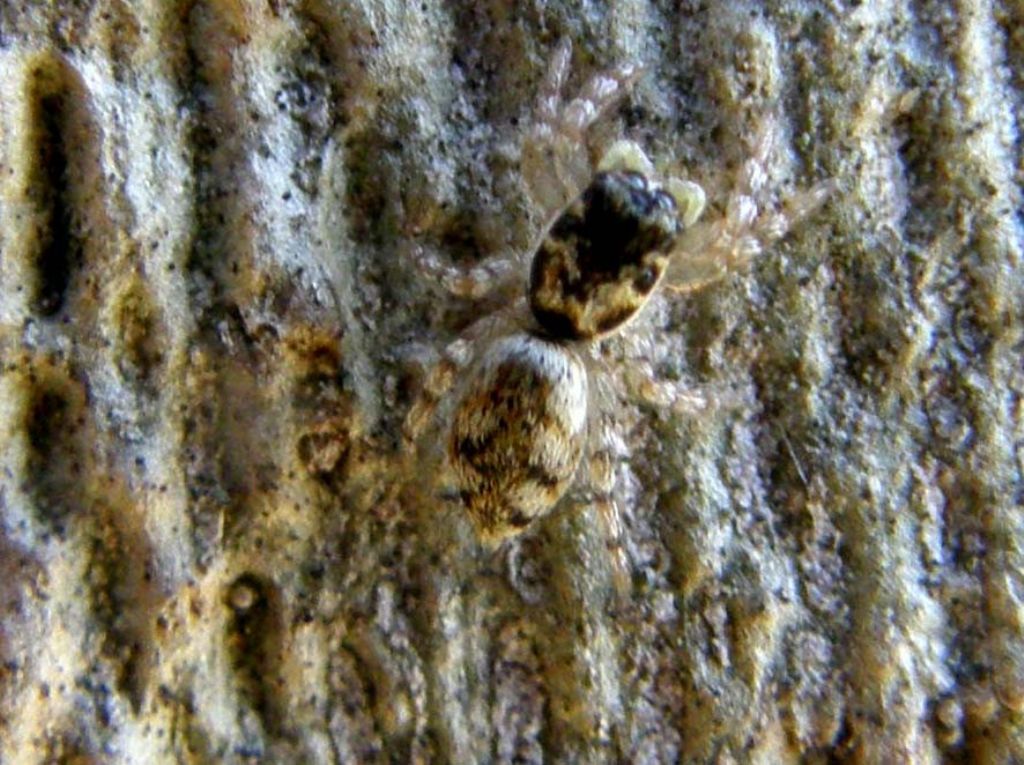 Salticus cf. cingulatus - Milano (MI)