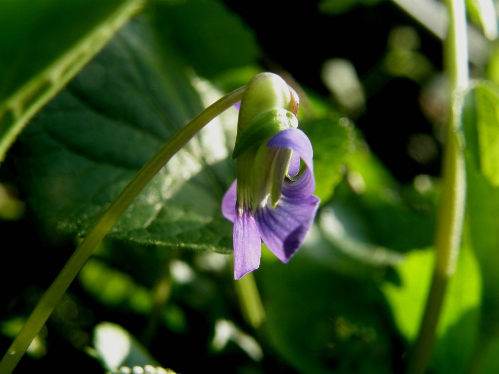 Viola sororia e Viola odorata