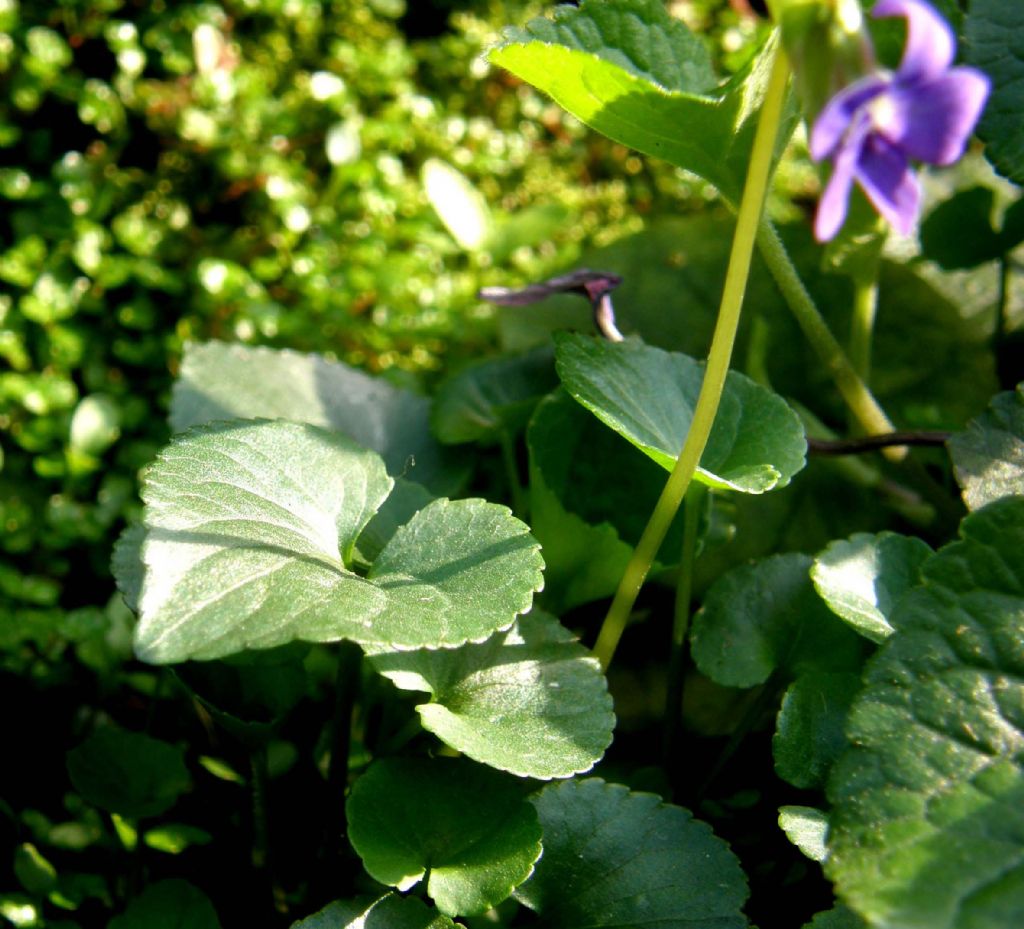 Viola sororia e Viola odorata