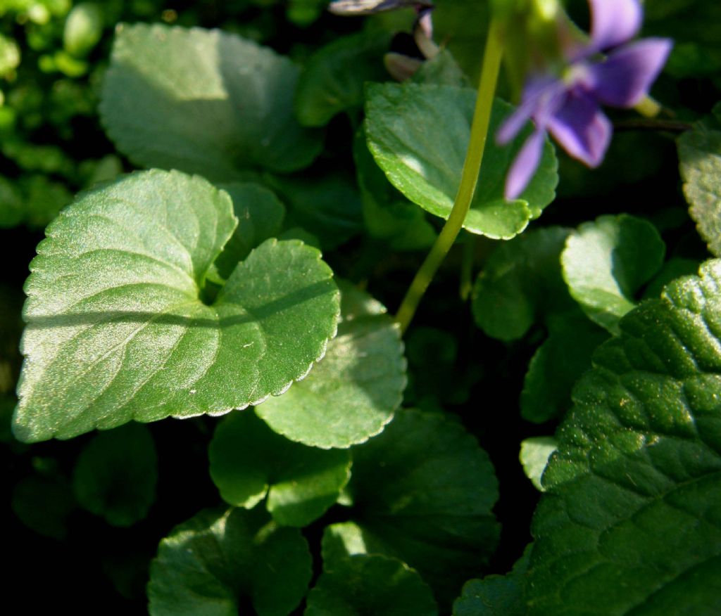 Viola sororia e Viola odorata