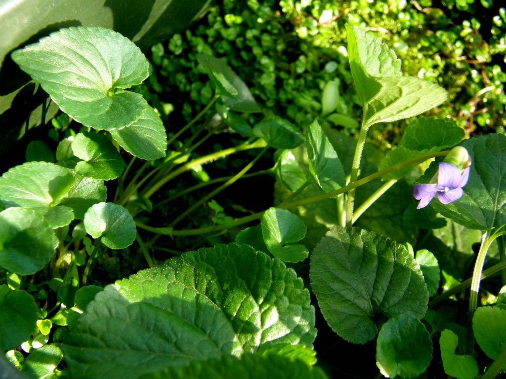 Viola sororia e Viola odorata