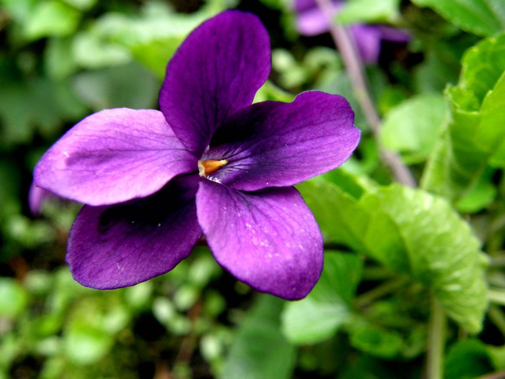 Viola sororia e Viola odorata