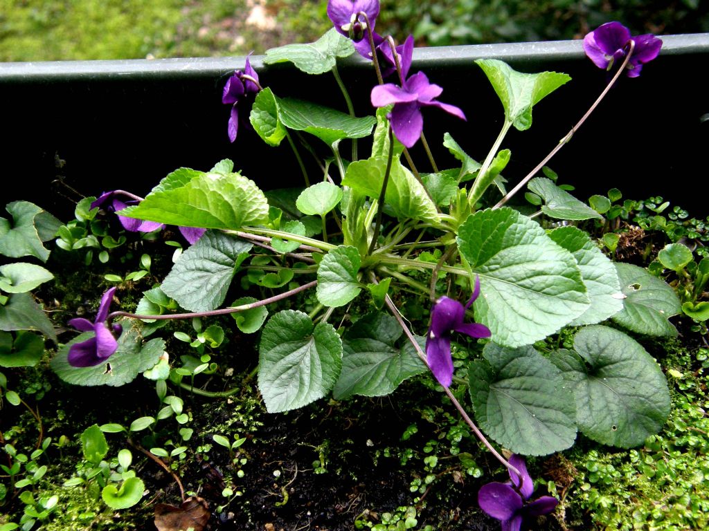 Viola sororia e Viola odorata