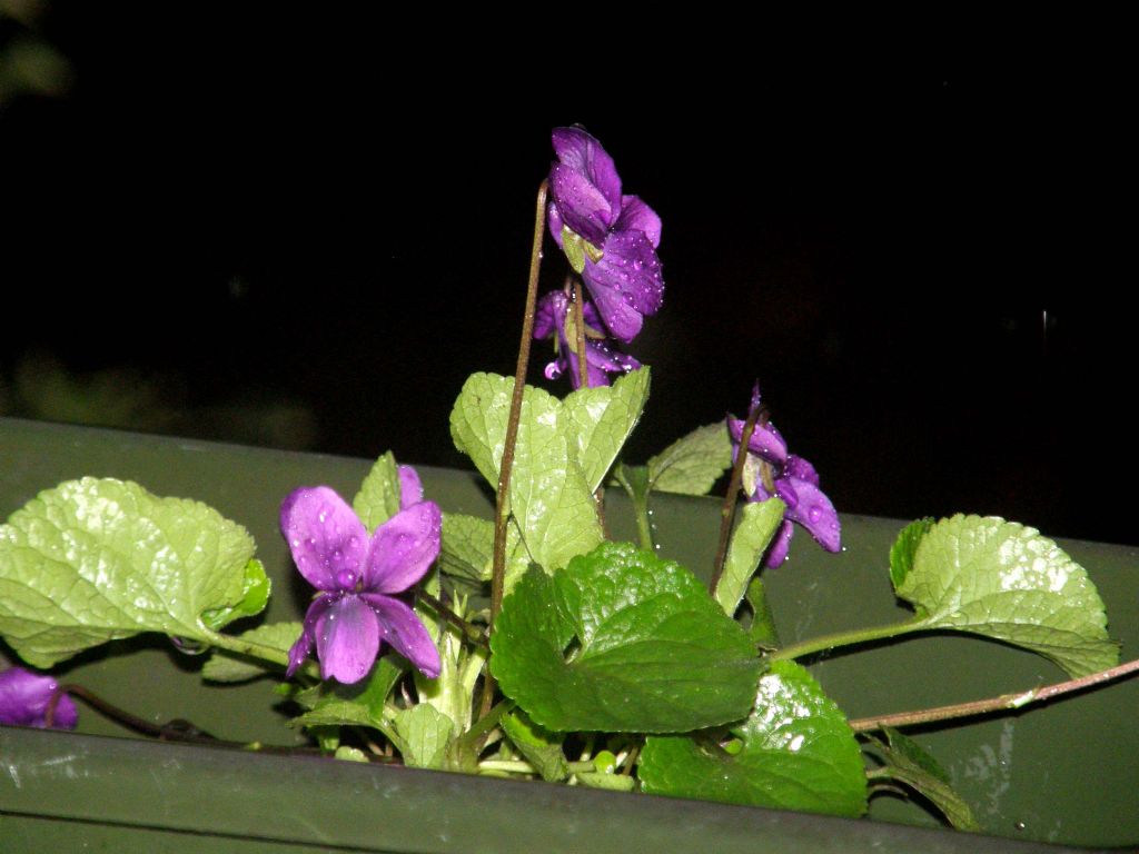 Viola sororia e Viola odorata