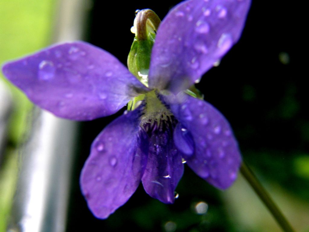 Viola sororia e Viola odorata