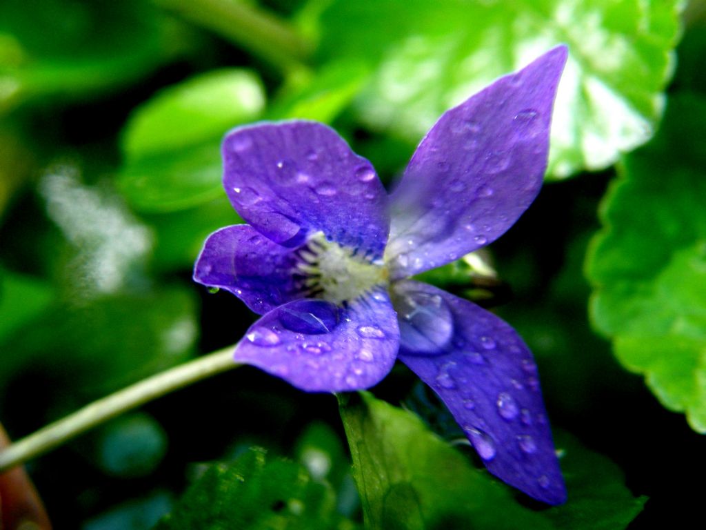 Viola sororia e Viola odorata