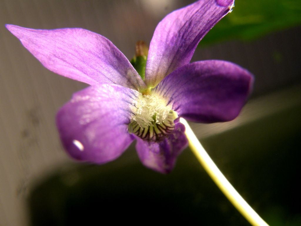 Viola sororia e Viola odorata