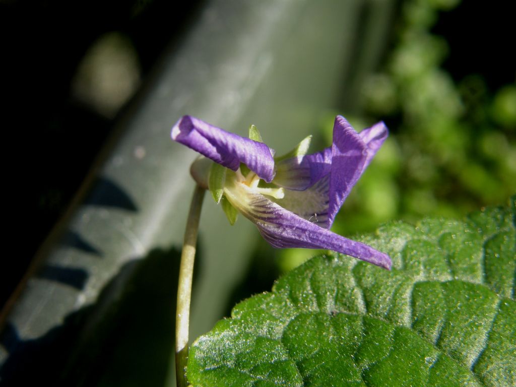 Viola sororia e Viola odorata