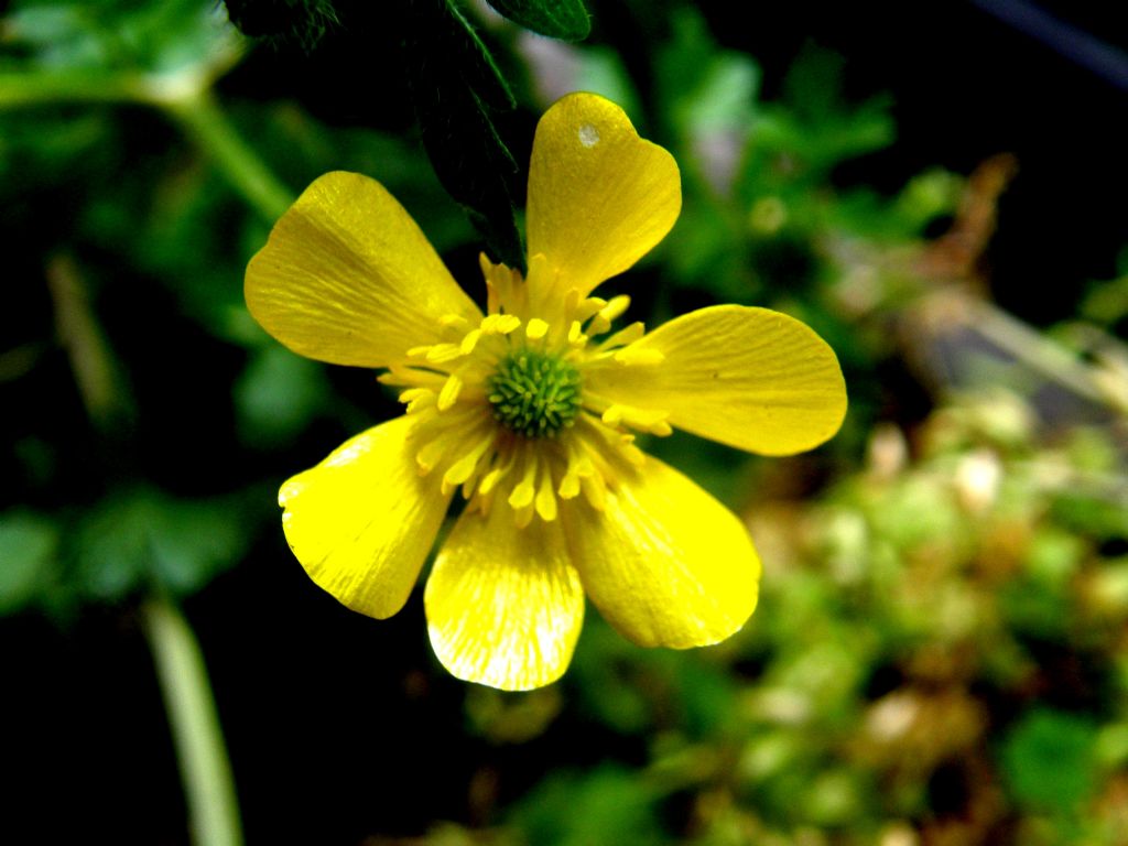 Ranunculus sardous / Ranuncolo sardo