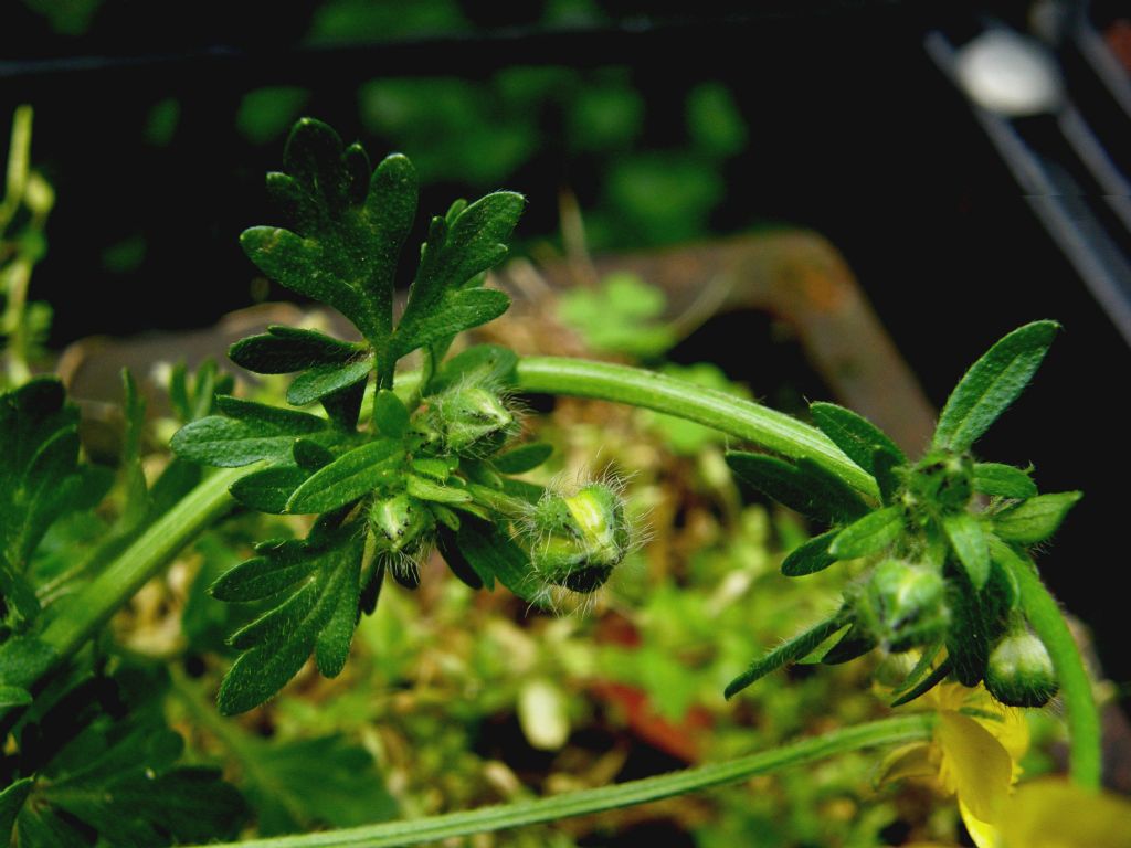Ranunculus sardous / Ranuncolo sardo