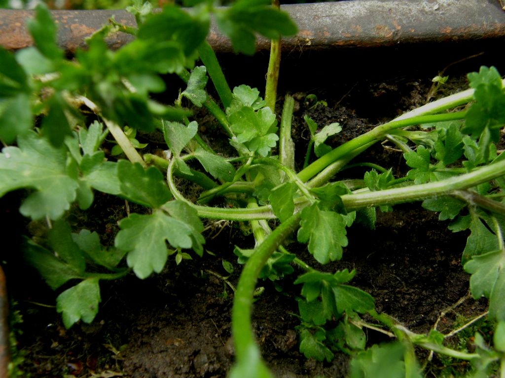 Ranunculus sardous / Ranuncolo sardo
