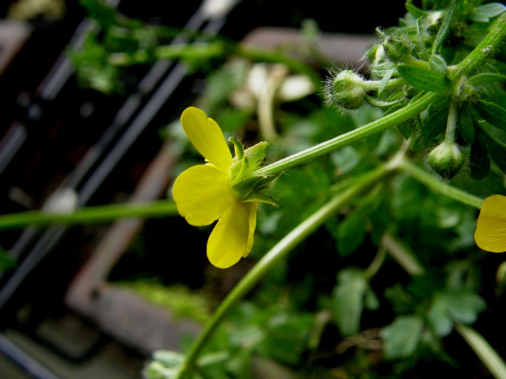 Ranunculus sardous / Ranuncolo sardo