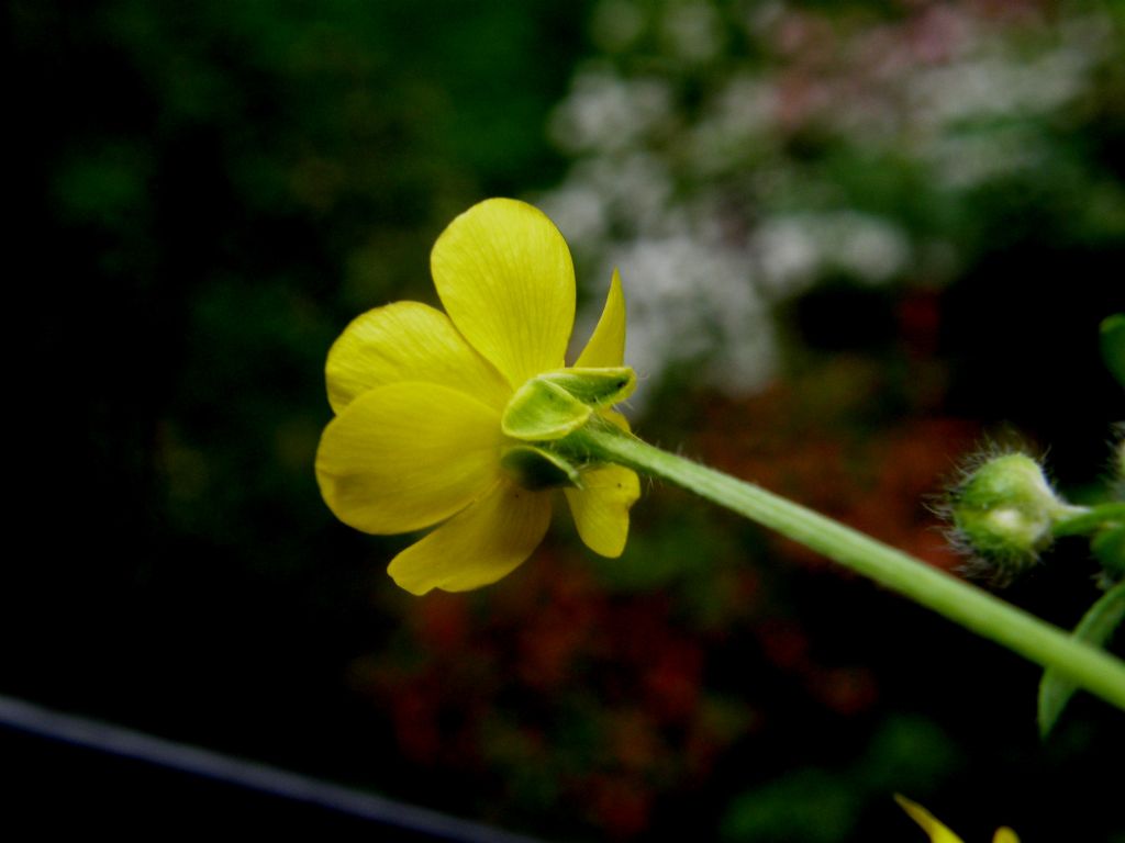 Ranunculus sardous / Ranuncolo sardo