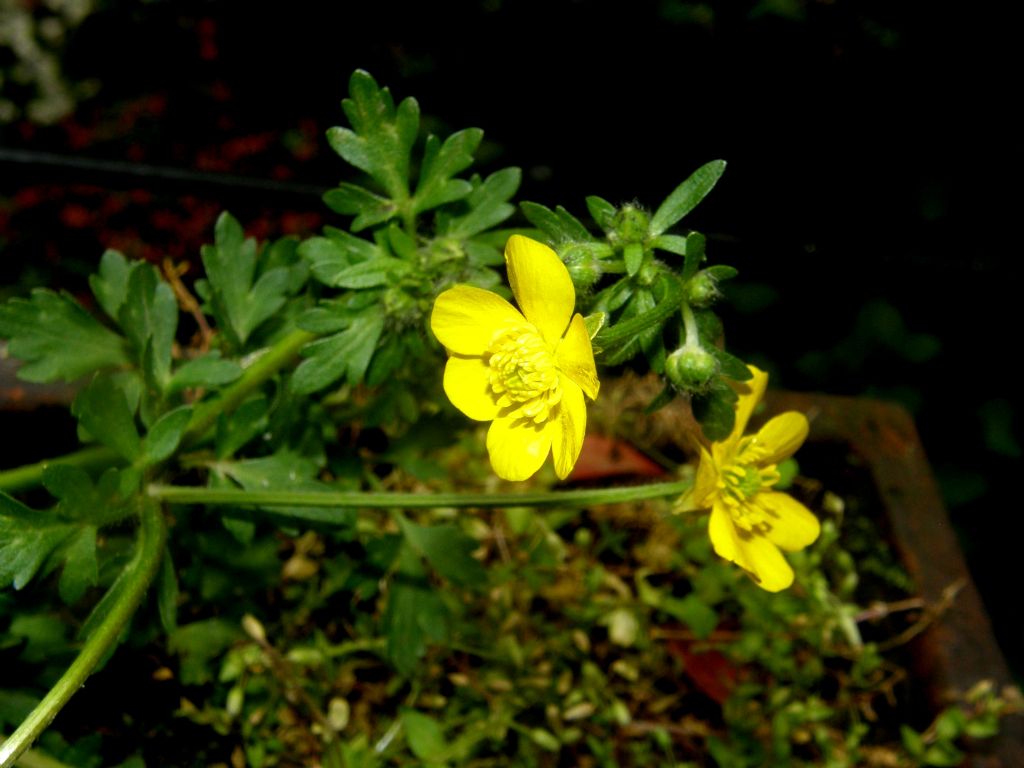 Ranunculus sardous / Ranuncolo sardo