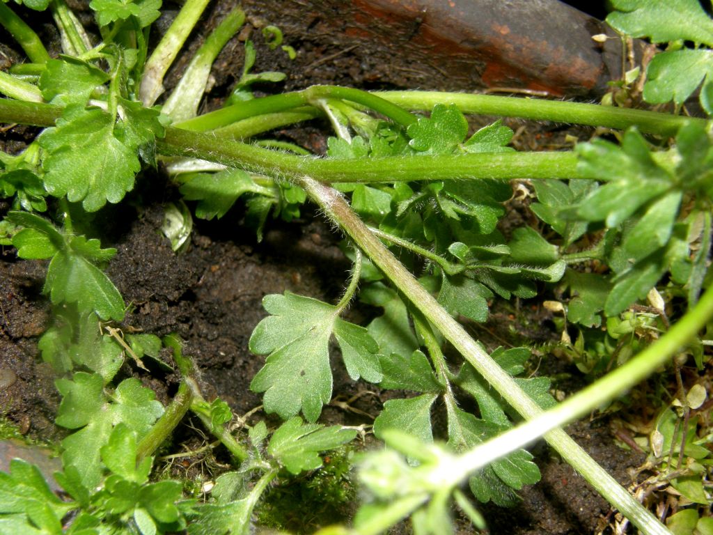 Ranunculus sardous / Ranuncolo sardo