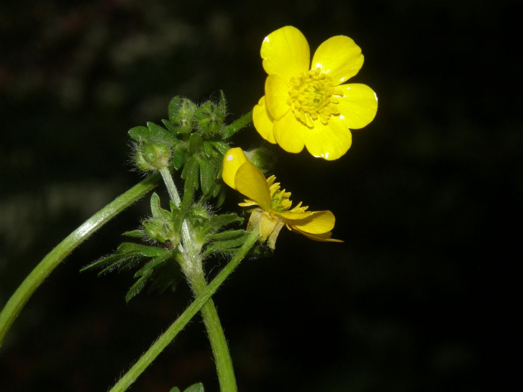 Ranunculus sardous / Ranuncolo sardo