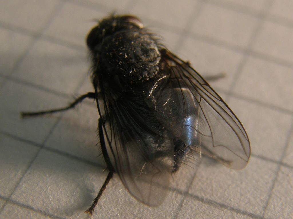 Calliphora vicina