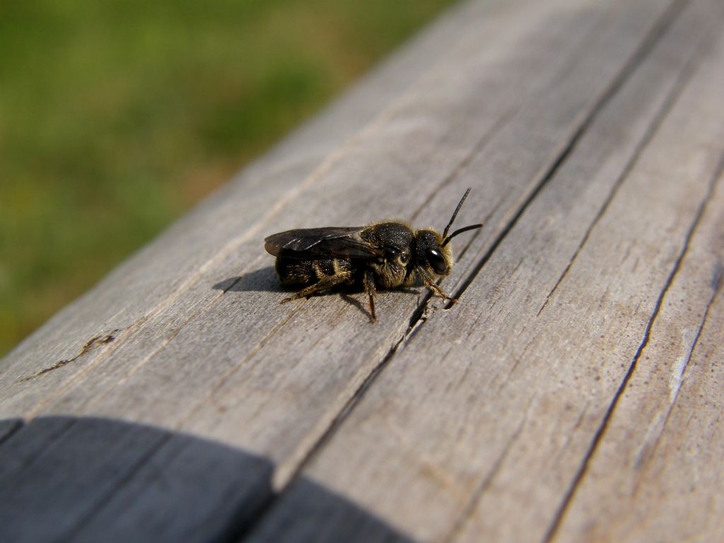 Apidae Megachilinae: cfr. Osmia sp