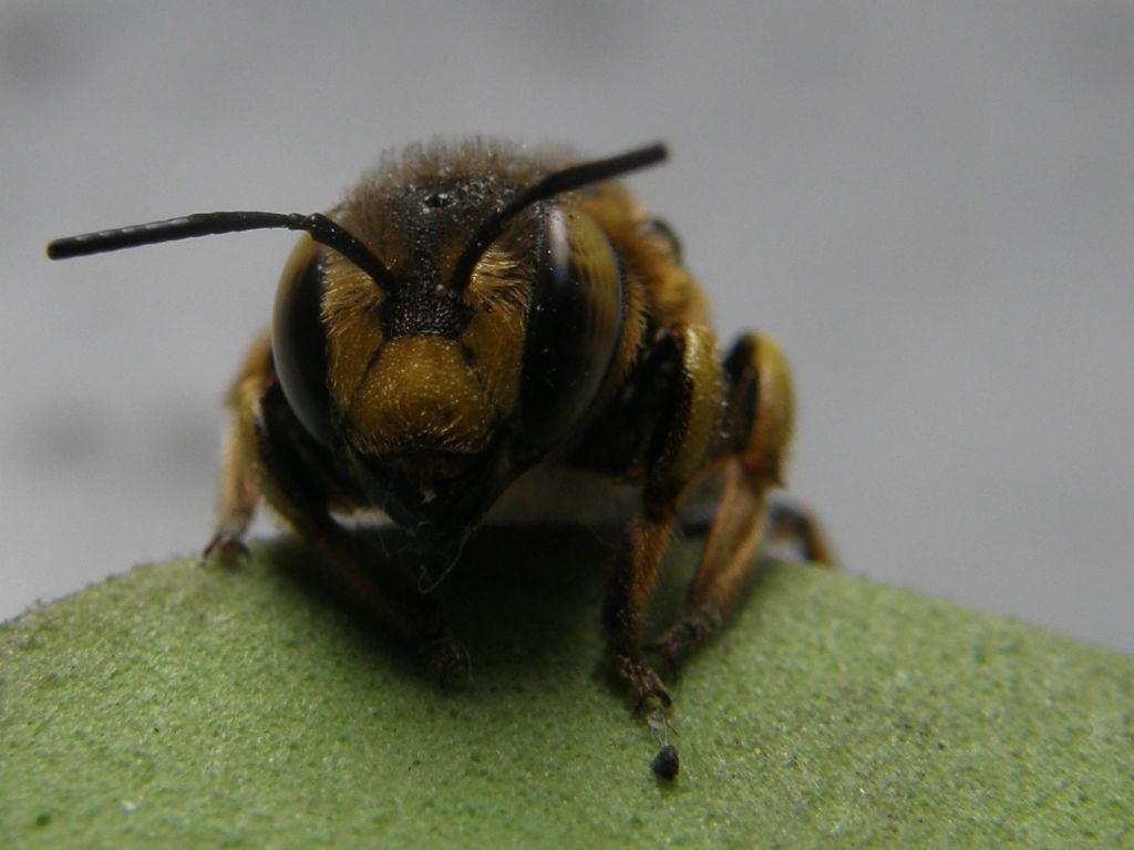 Vespa da identificare