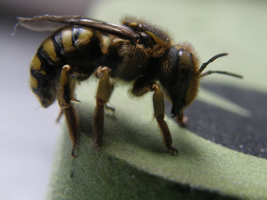 Vespa da identificare