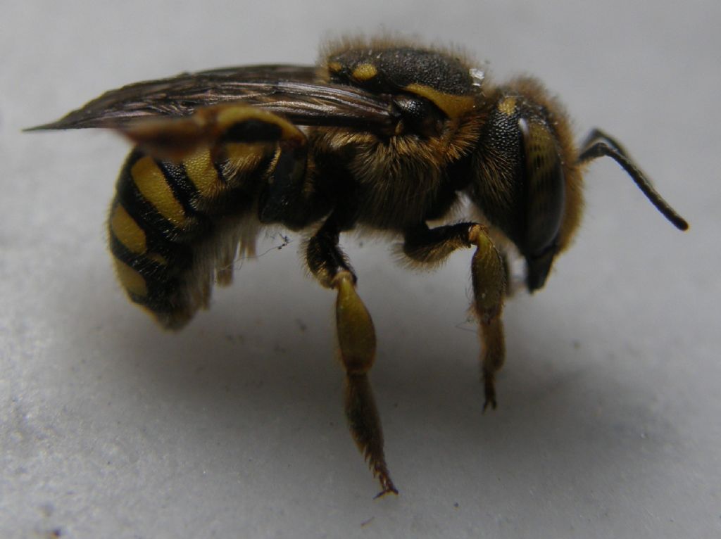 Vespa da identificare