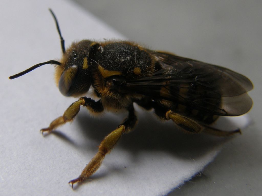 Vespa da identificare