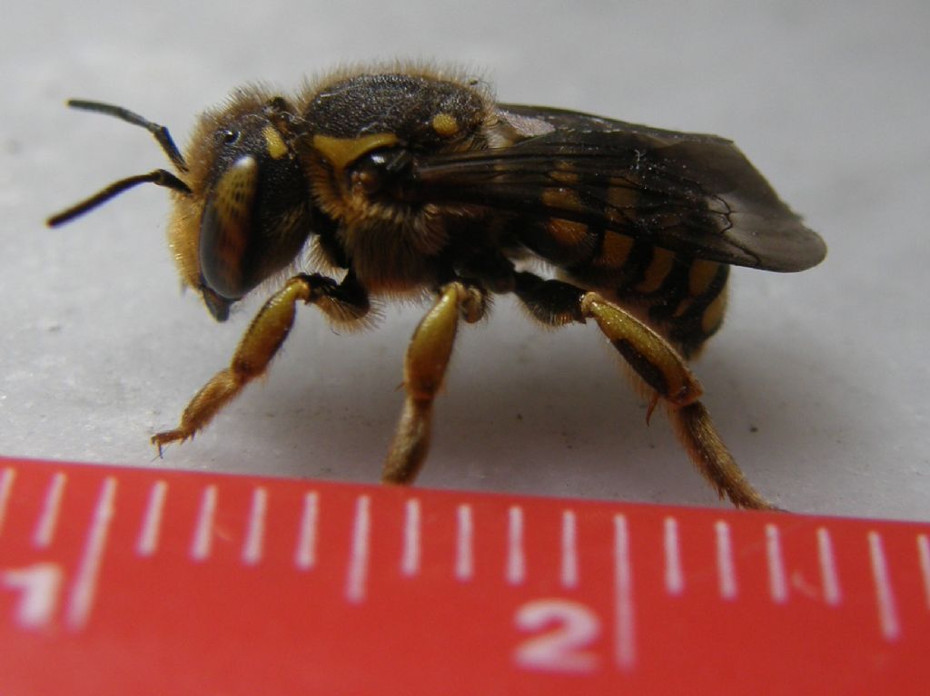 Vespa da identificare