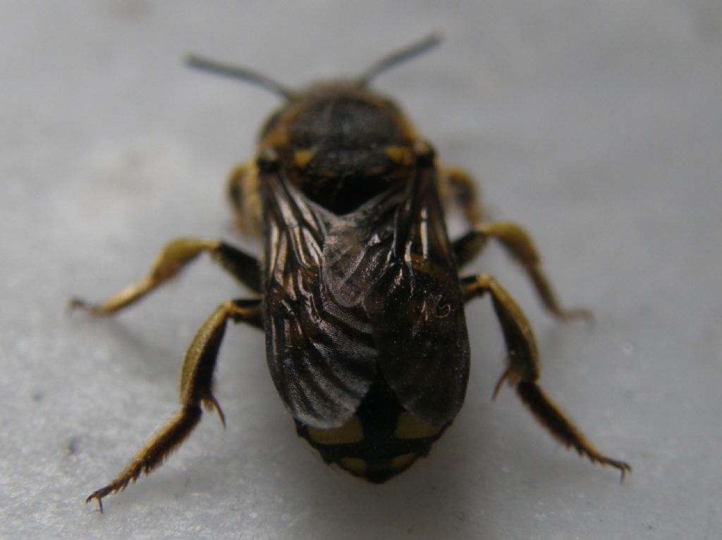 Vespa da identificare