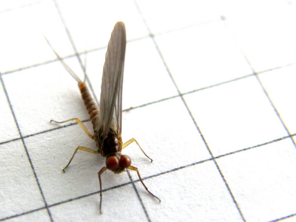 Da identificare