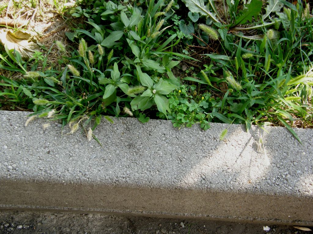 Eclipta prostrata (Asteraceae) a Milano