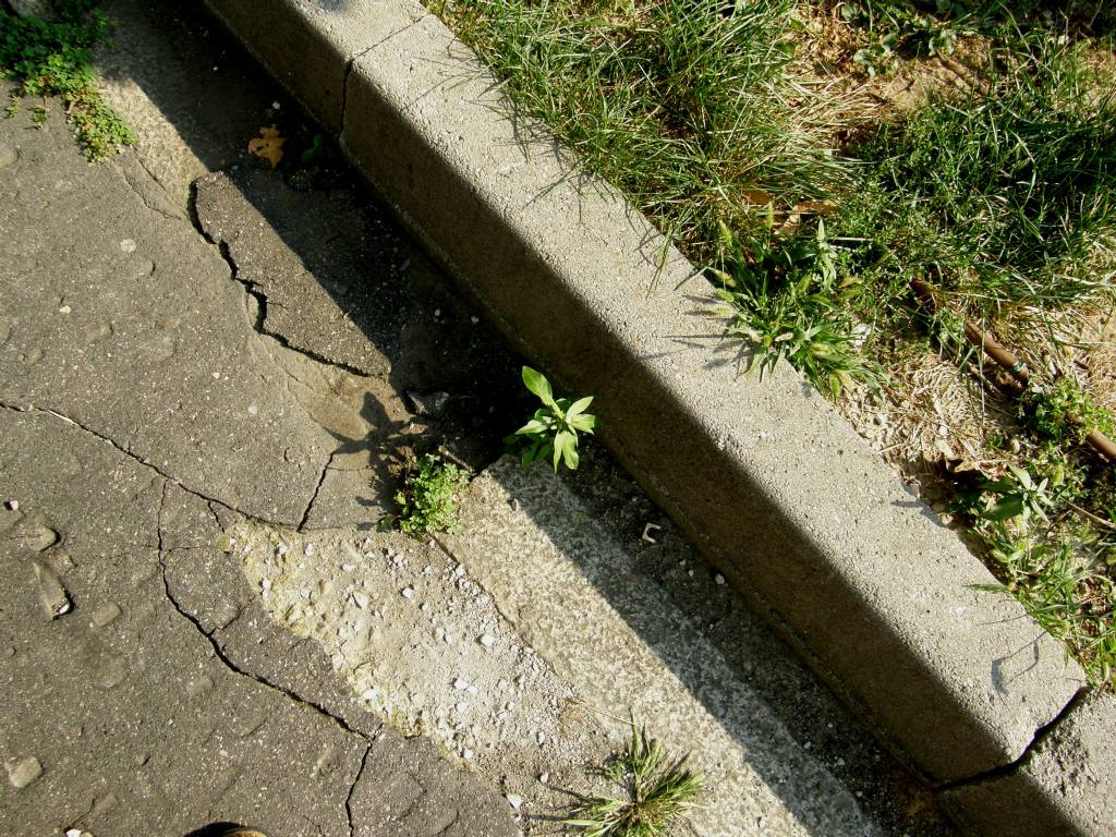 Eclipta prostrata (Asteraceae) a Milano