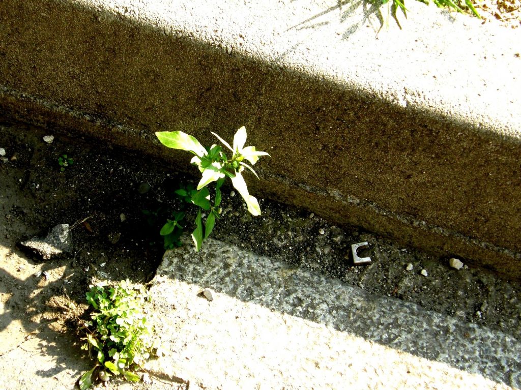 Eclipta prostrata (Asteraceae) a Milano