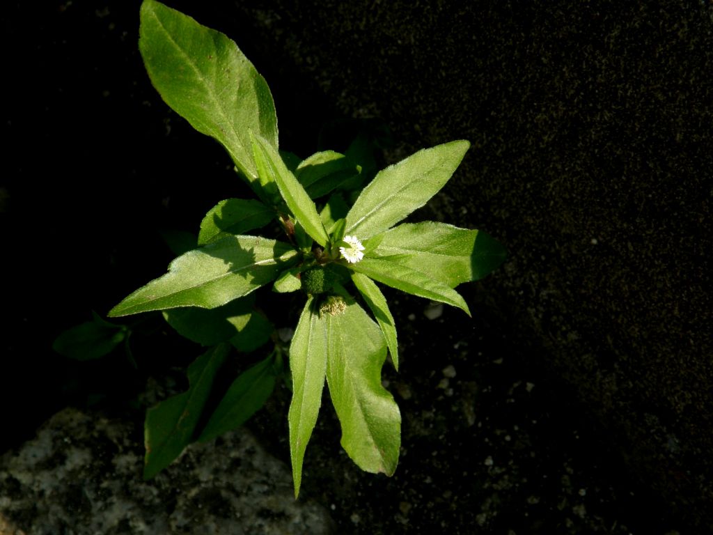 Eclipta prostrata (Asteraceae) a Milano