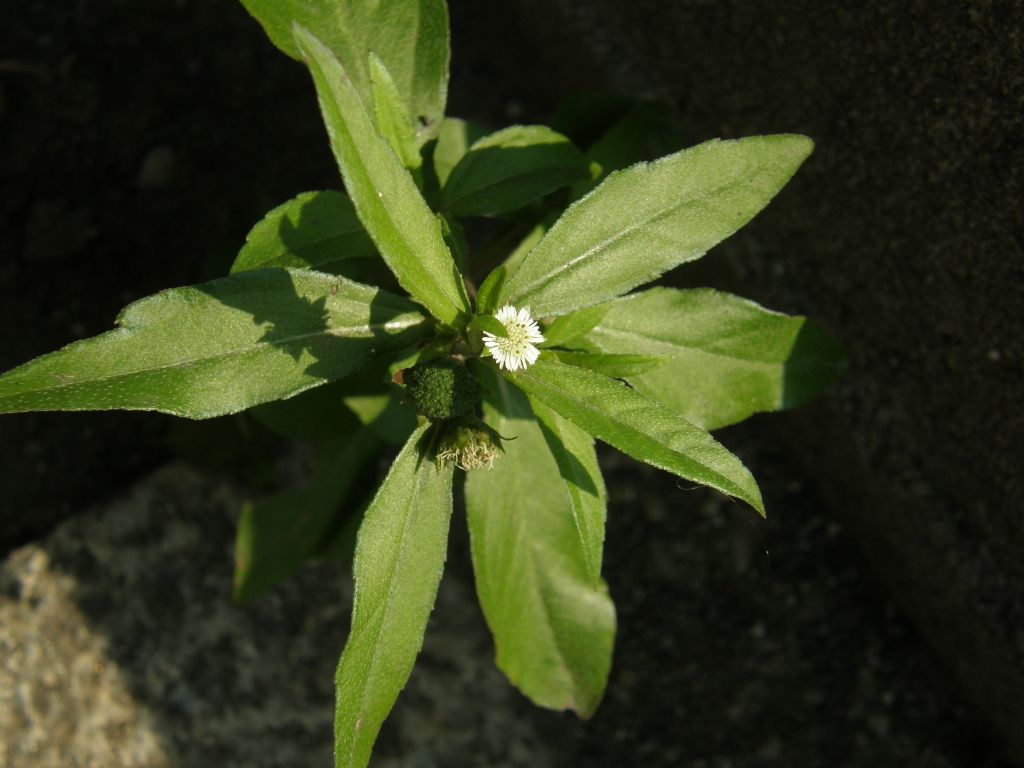 Eclipta prostrata (Asteraceae) a Milano