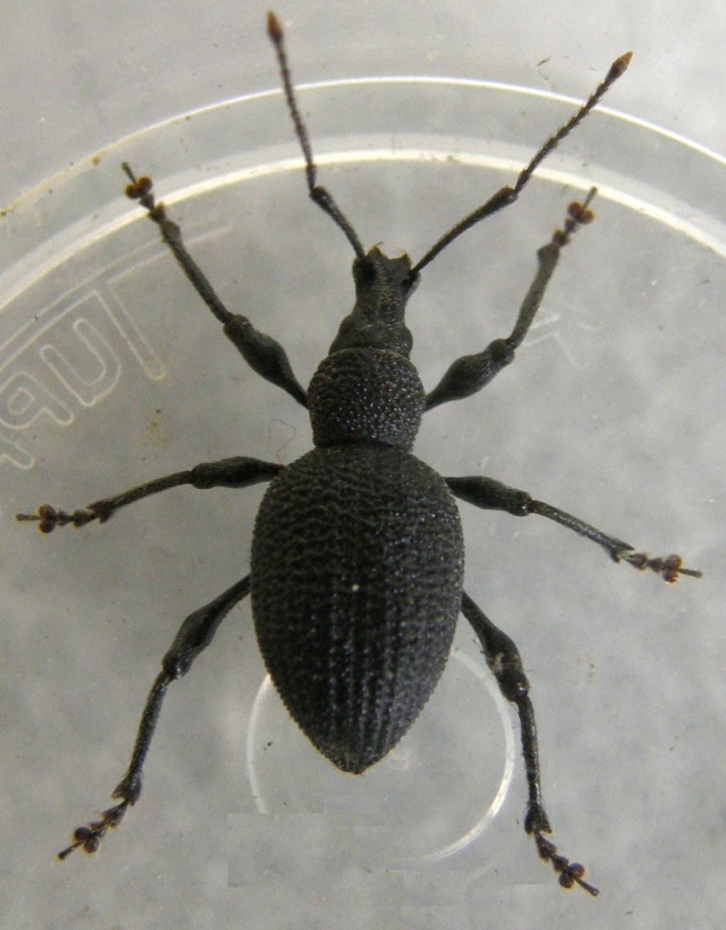 Otiorhynchus sulcatus - Curculionidae