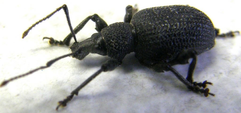 Otiorhynchus sulcatus - Curculionidae