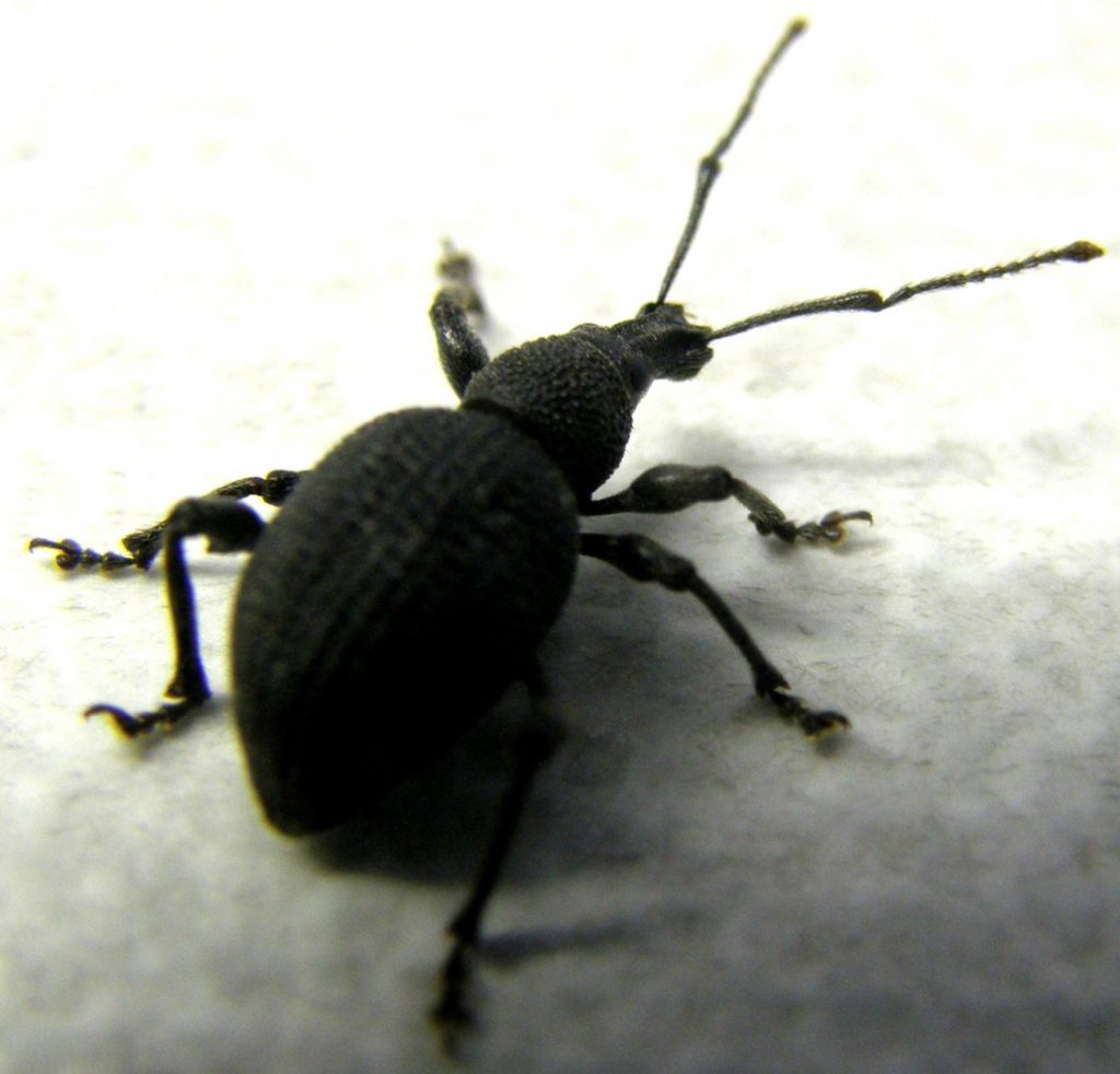Otiorhynchus sulcatus - Curculionidae