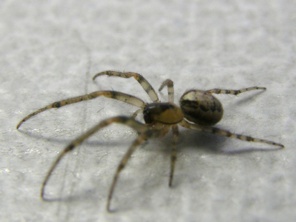 Zygiella x-notata - Milano (MI)