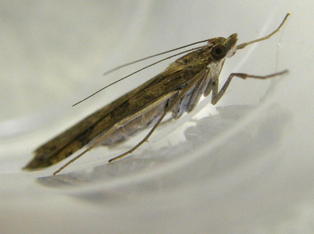 Altra falena da identificare - Nomophila noctuella