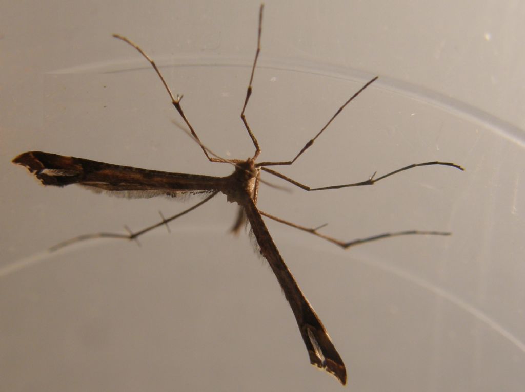 Pterophoridae: Amblyptilia cfr. acanthadactyla